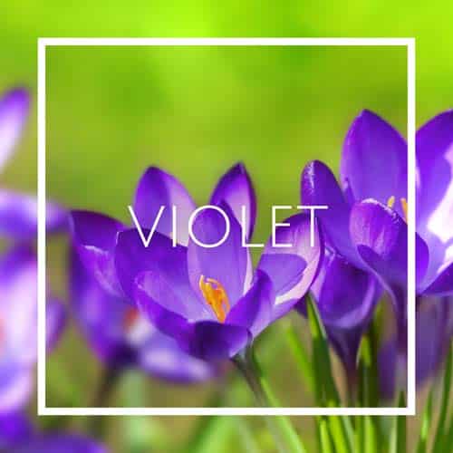 اسانس خوشبو کننده هوا بنفشه (Violet)
