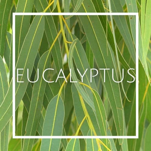 اسانس خوشبو کننده هوا اکالیپتوس (Eucalyptus essence)
