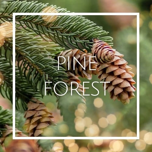 خرید اسانس خوشبو کننده هوا کاج جنگلی (Pine Forest)