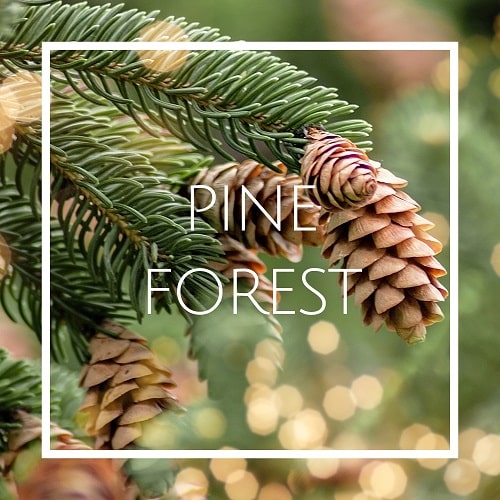 قیمت اسانس خوشبو کننده هوا کاج جنگلی (Pine Forest)