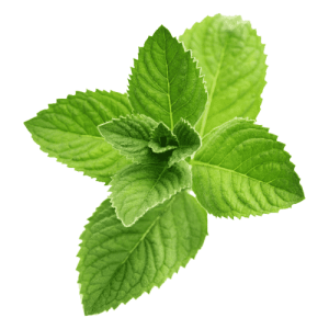 خوشبو کننده محیط اداری نعنا فلفلی