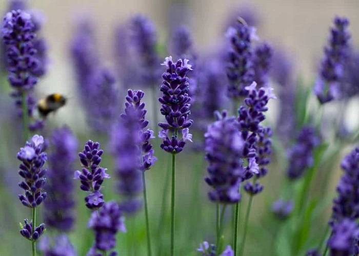 رایحه خوشبو کننده اسطوخودوس