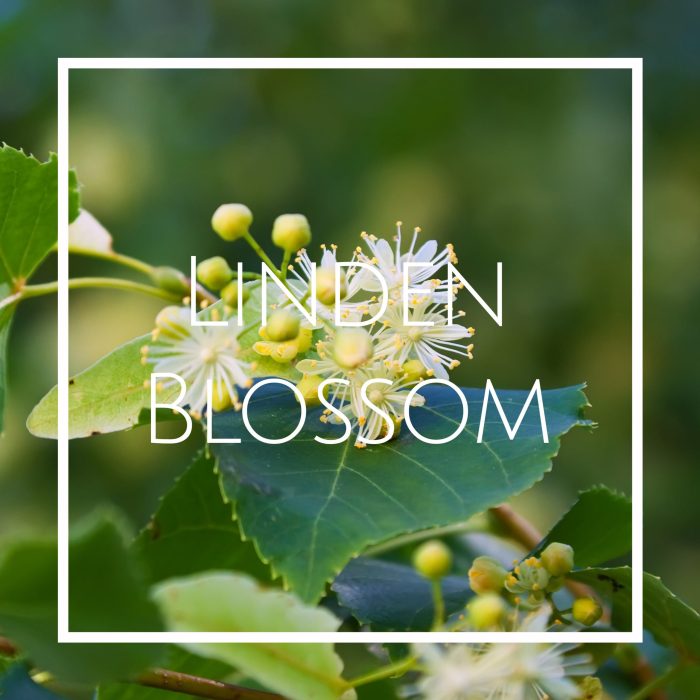 رایحه و اسانس خوشبو کننده هوا گل بید مشک (Linden Blossom)