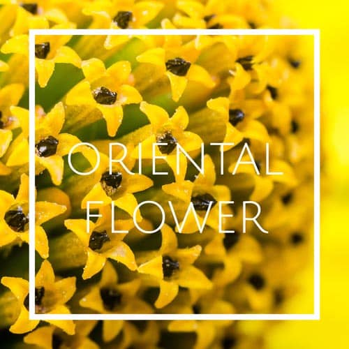 اسانس خوشبو کننده هوا Oriental Flower