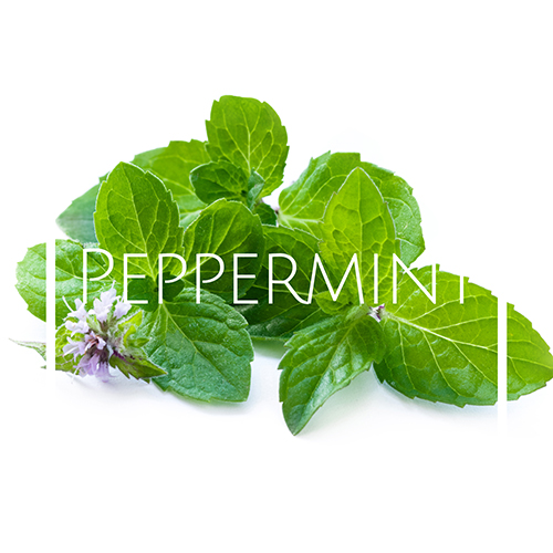 خرید اسانس خوشبو کننده هوا نعناع (Mint)