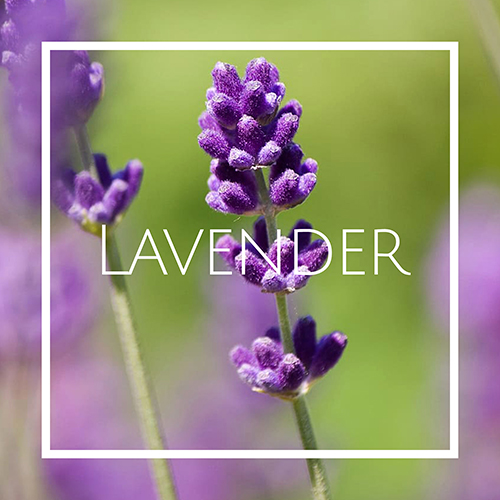 Lavender air freshener essence